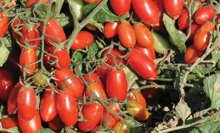 POMODORO DATTERINO ROSSO
